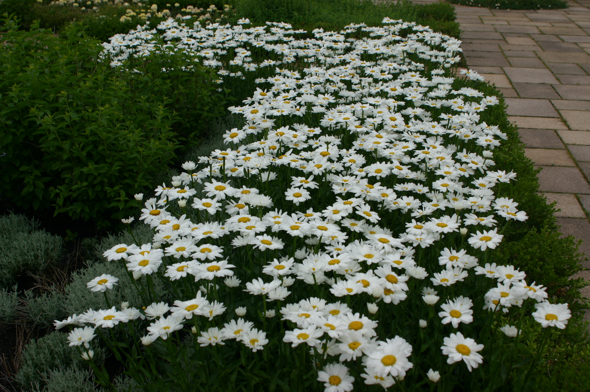 Chrysanthemum maximum